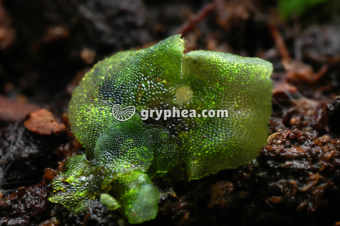 Prothalle - gryphea.com